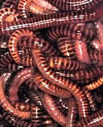 Tijgerwormen