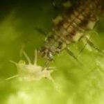 Chrysopa camea 250 Larven-0