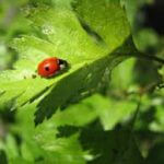 Adalia bipunctata(Bescherming hoge planten) 80 Larven-0