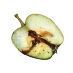 Feromonen tegen de worm in appel, peren en noten-0