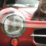 Marterafweer voor wagens - afbeelding 1