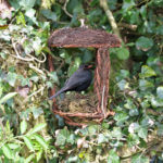 Open nest Buddy Simon King - afbeelding 1